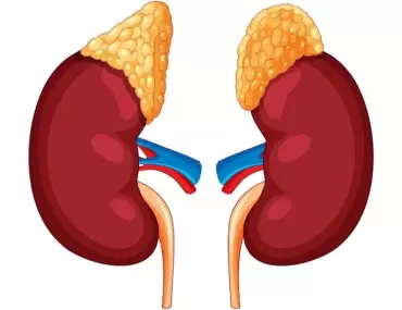 Adrenal Tümörler